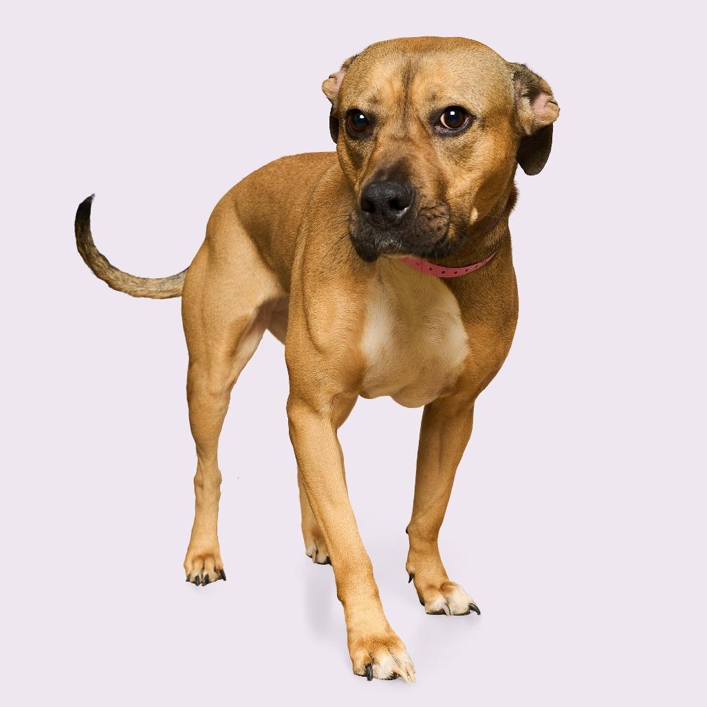 ROSE — thumbnail 2