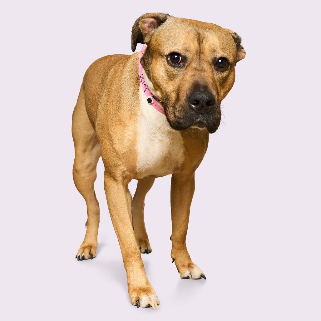 ROSE — thumbnail 3