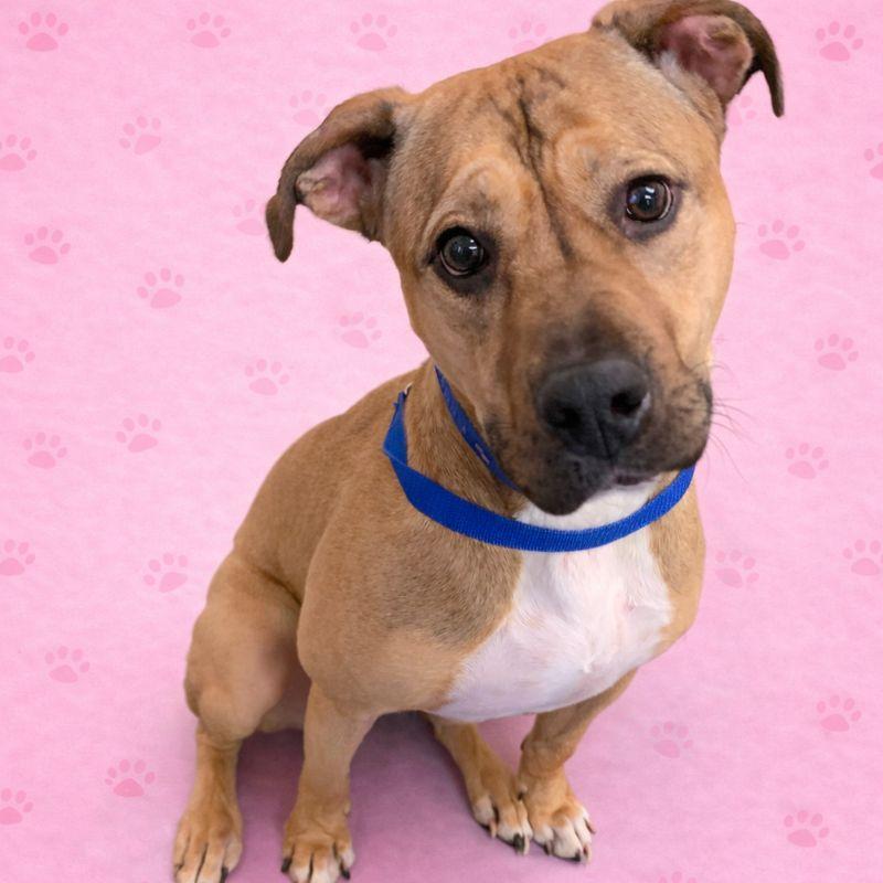 ROSE — thumbnail 4