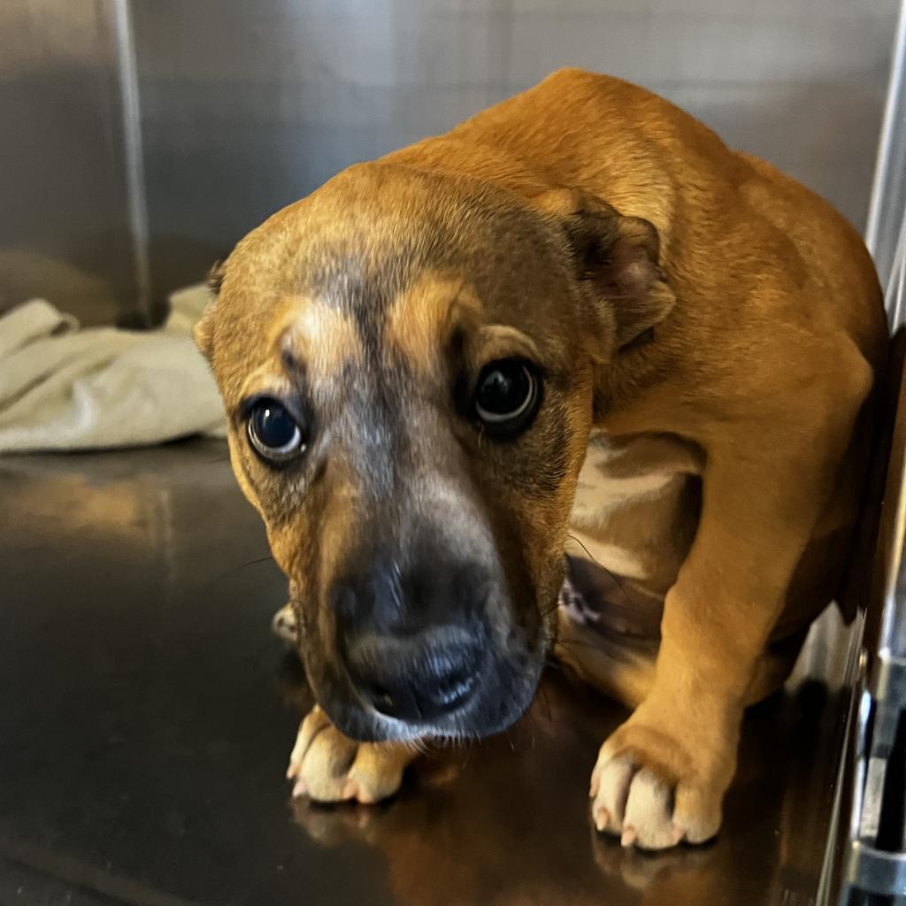 ROSE — thumbnail 6