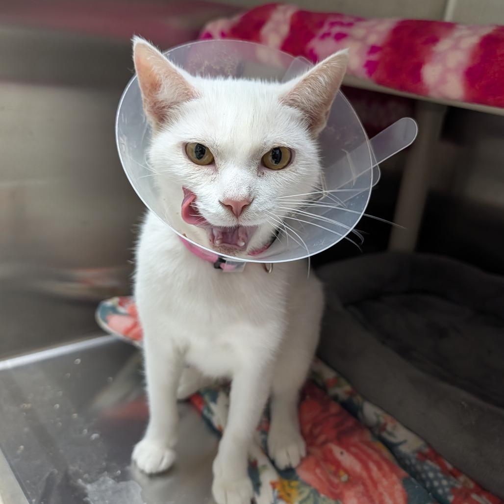 Enlarge Adelaide, a Adoptable Domestic Short Hair in Detroit Lakes, MN image 1/2