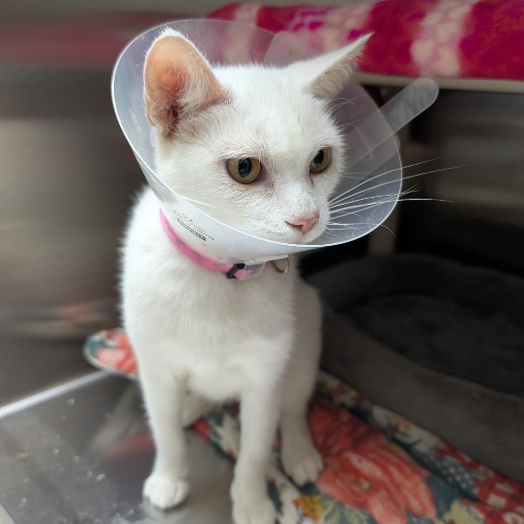 Enlarge Adelaide, a Adoptable Domestic Short Hair in Detroit Lakes, MN image 2/2