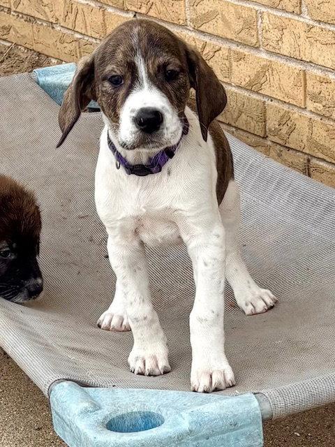 Denali, Adoptable, Puppy Female Plott Hound & Australian Shepherd.