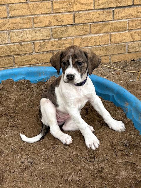 Enlarge Denali, a Adoptable mixed breed in Hillside, IL image 2/3