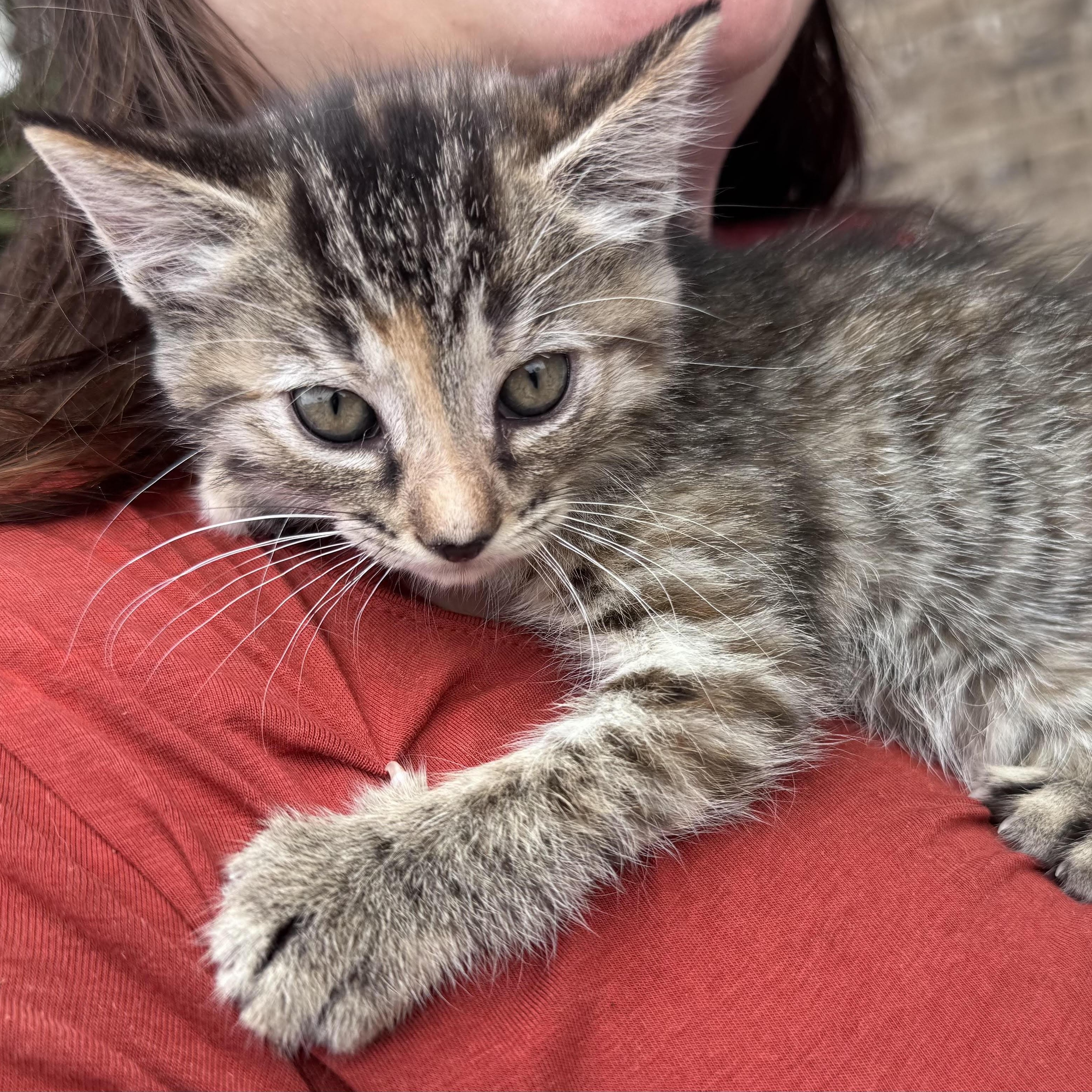 Enlarge Hattie, a ADOPTABLE mixed breed in Water Valley, MS image 1/3