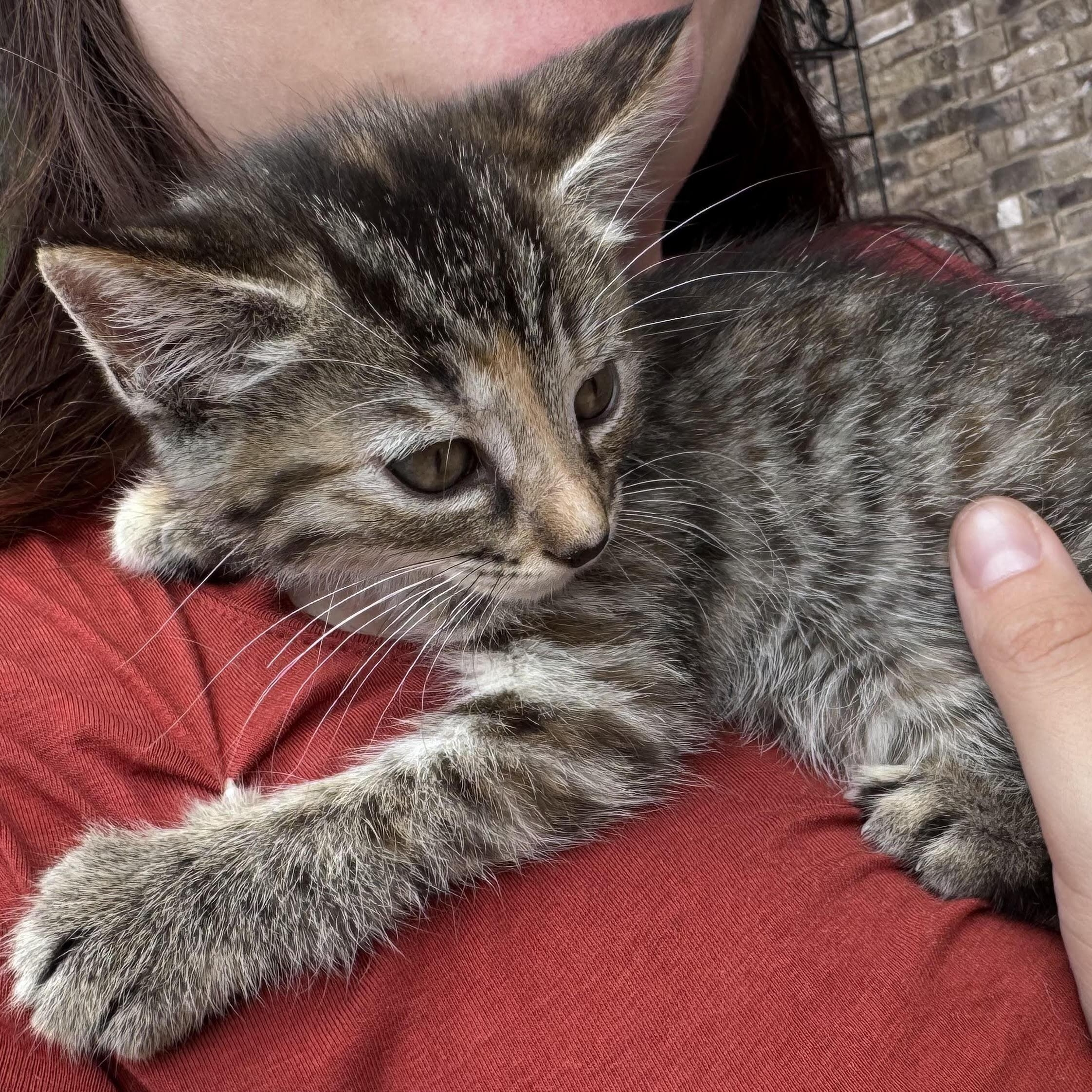 Enlarge Hattie, a ADOPTABLE mixed breed in Water Valley, MS image 3/3