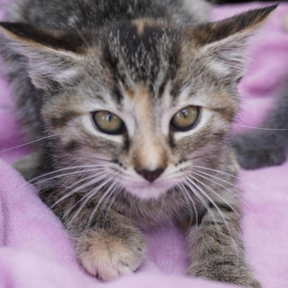 Enlarge Hattie, a ADOPTABLE mixed breed in Water Valley, MS image 2/4