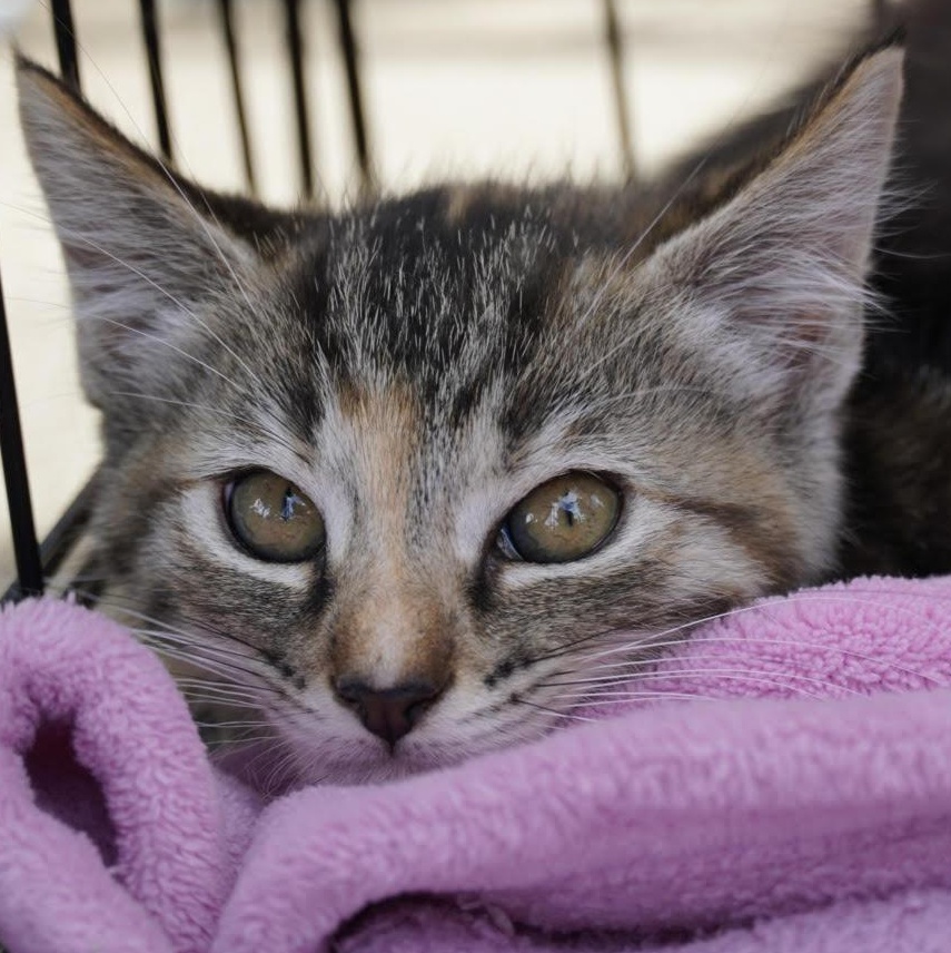 Hattie, ADOPTABLE, Kitten Female Tabby.