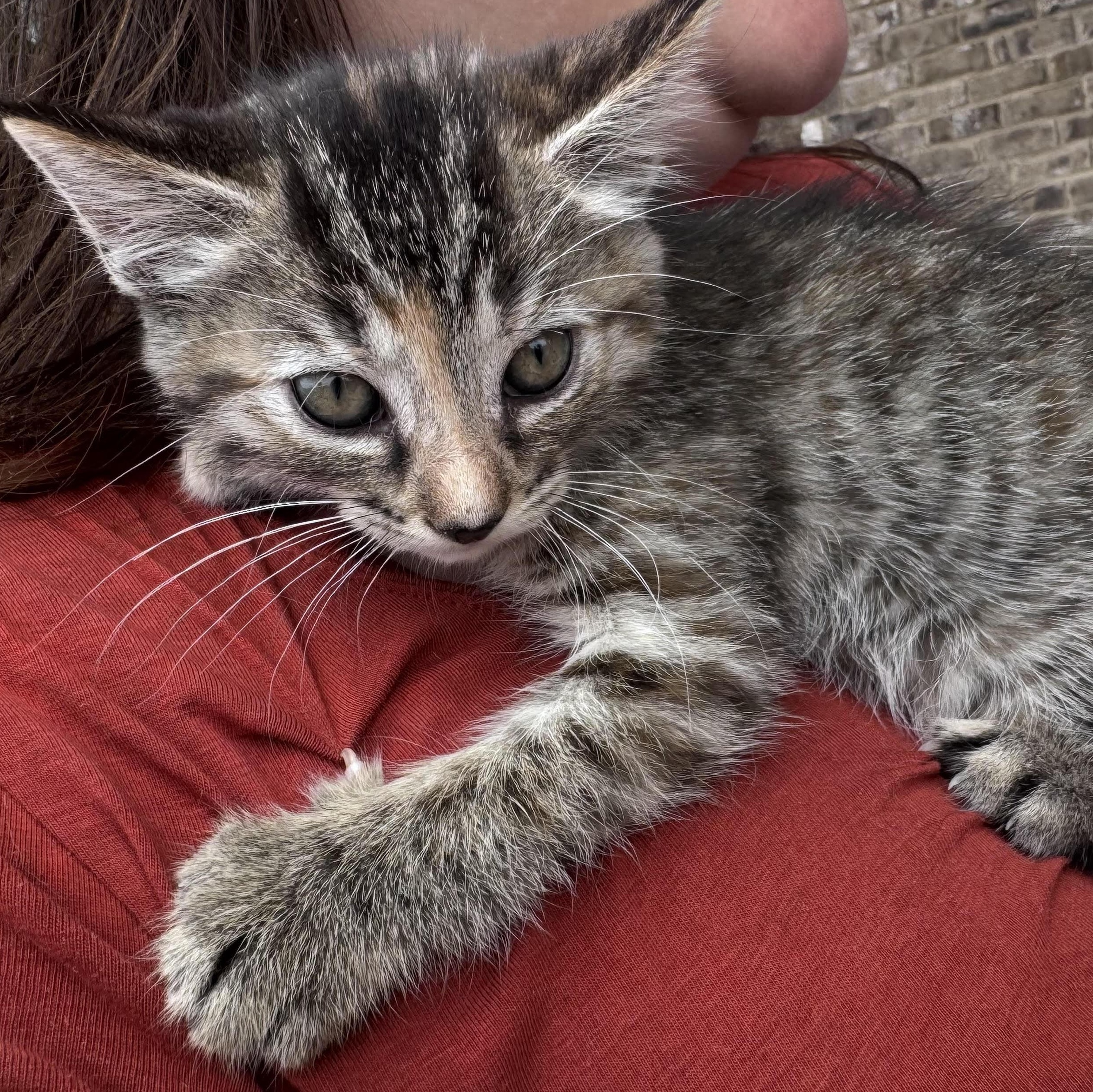 Enlarge Hattie, a ADOPTABLE mixed breed in Water Valley, MS image 2/3