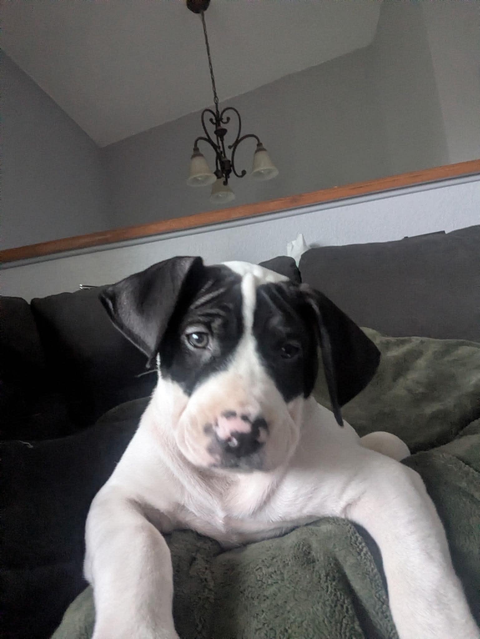 Enlarge Peter, a Adoptable mixed breed in Anchorage, AK image 2/3