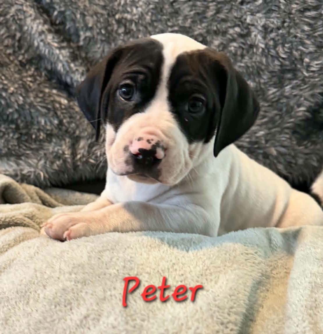 Enlarge Peter, a Adoptable mixed breed in Anchorage, AK image 3/3