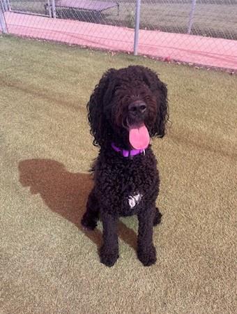 Enlarge Atlanta, a ADOPTABLE mixed breed in Glendale, AZ image 2/5