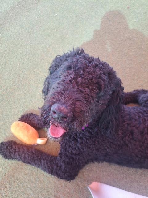 Enlarge Atlanta, a ADOPTABLE mixed breed in Glendale, AZ image 5/5