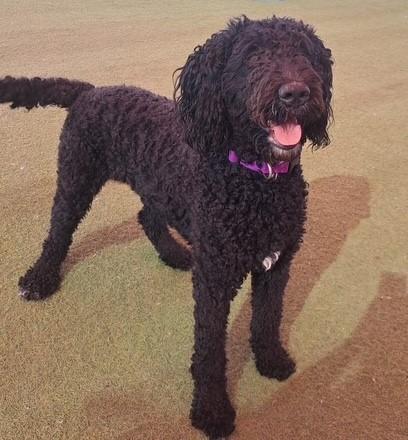 Atlanta, ADOPTABLE, Adult Female Goldendoodle.