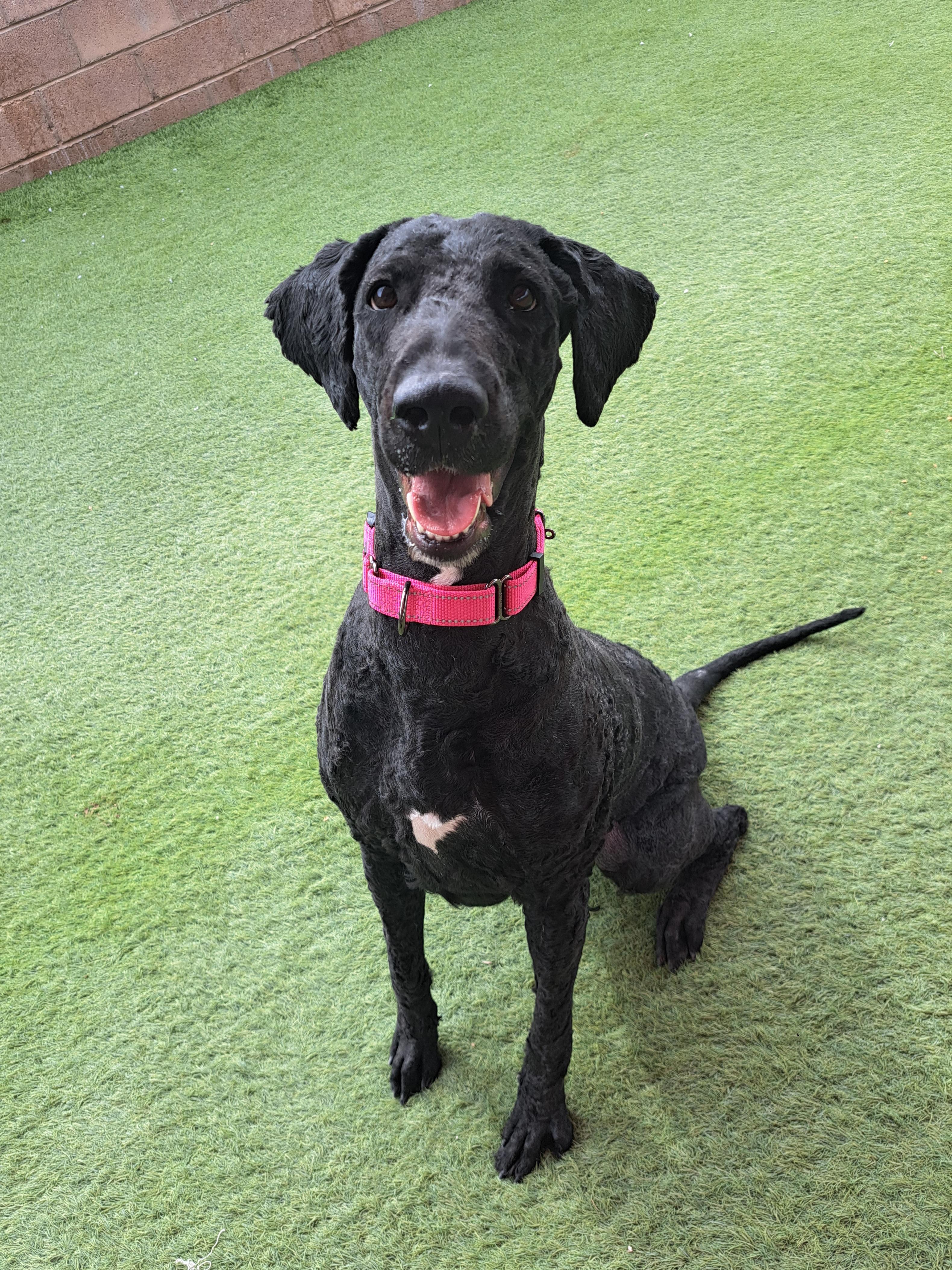 Atlanta, a ADOPTABLE Labradoodle in Glendale, AZ image 4/6