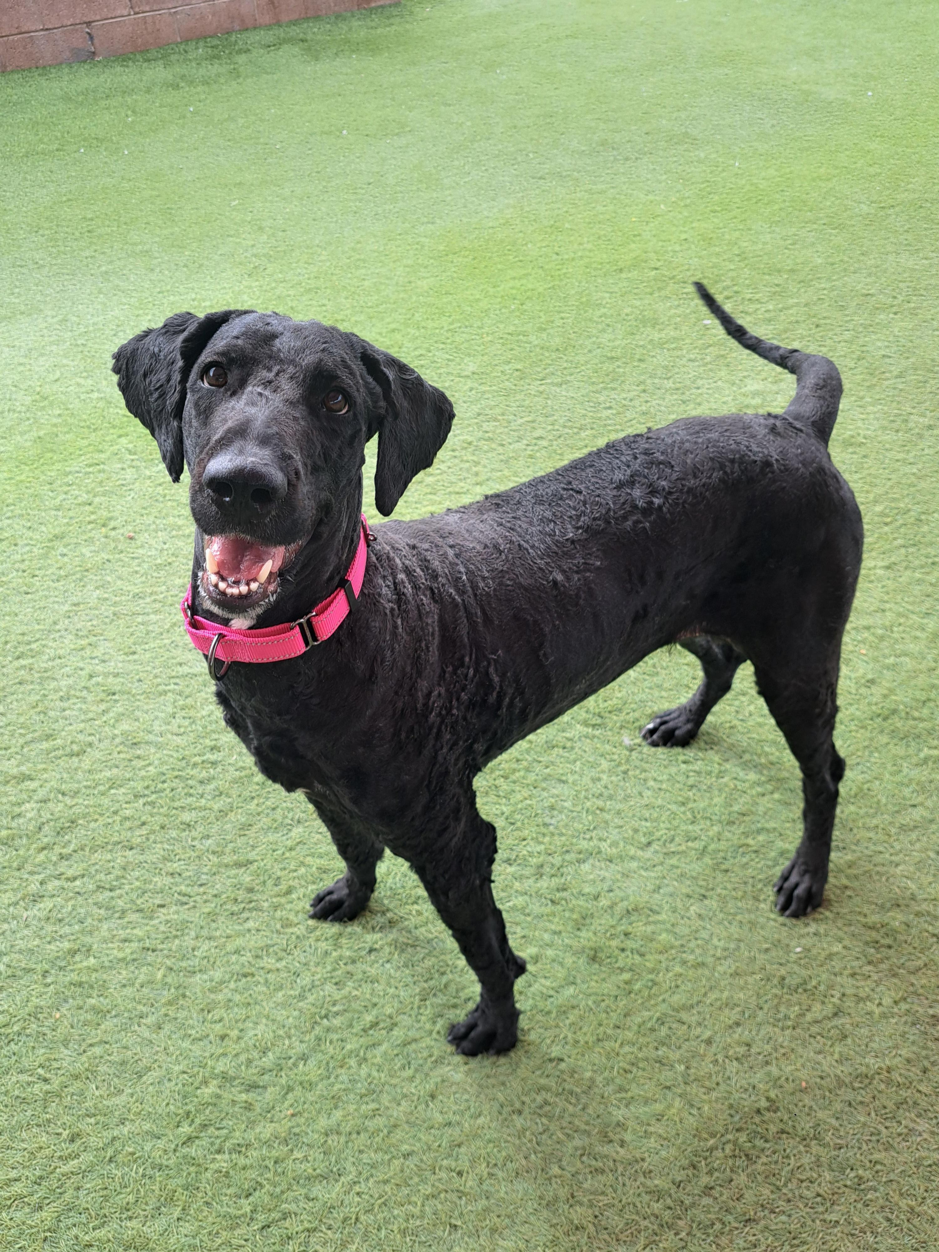 Atlanta, a ADOPTABLE Labradoodle in Glendale, AZ image 1/6