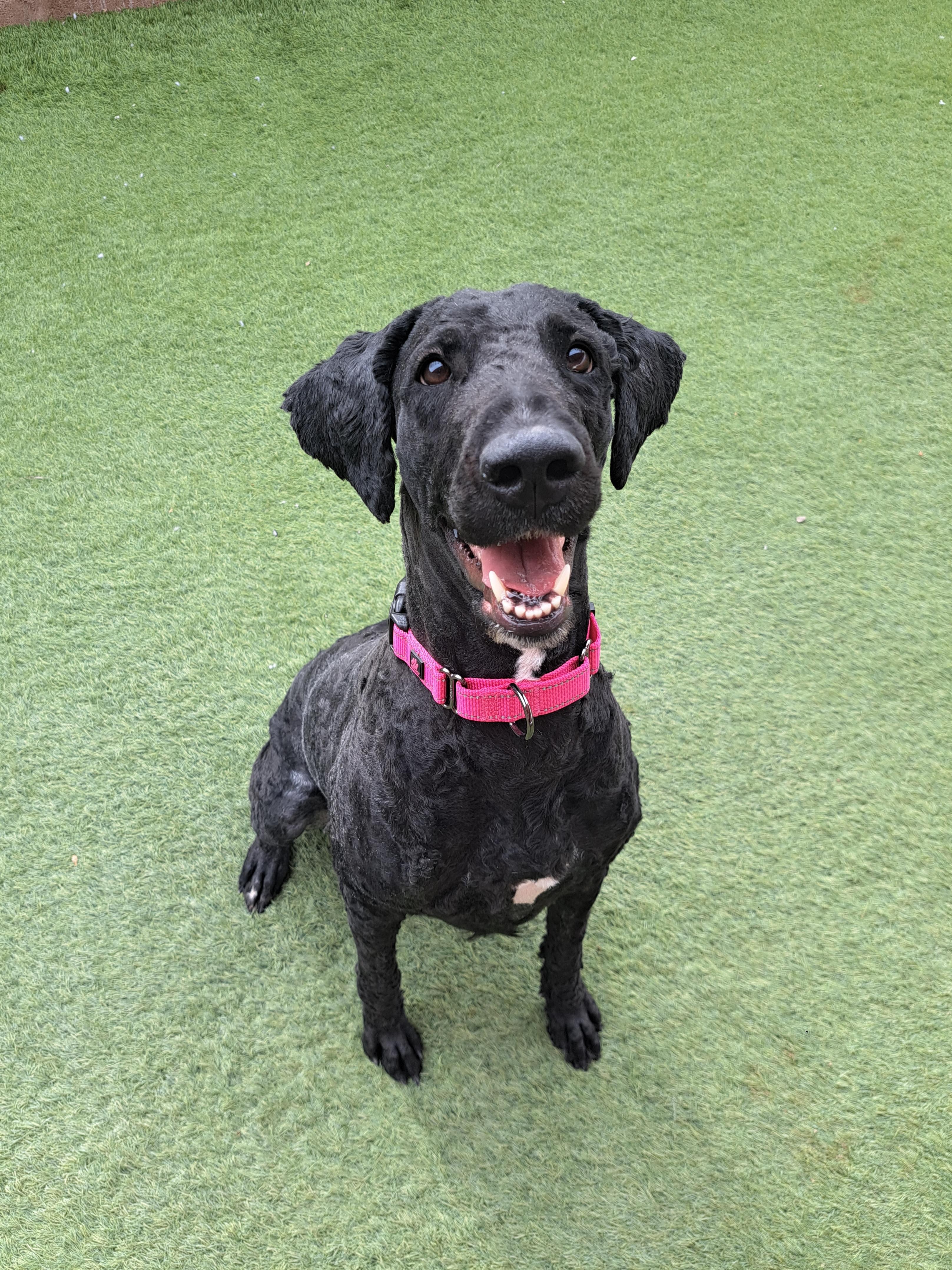 Atlanta, a ADOPTABLE Labradoodle in Glendale, AZ image 2/6