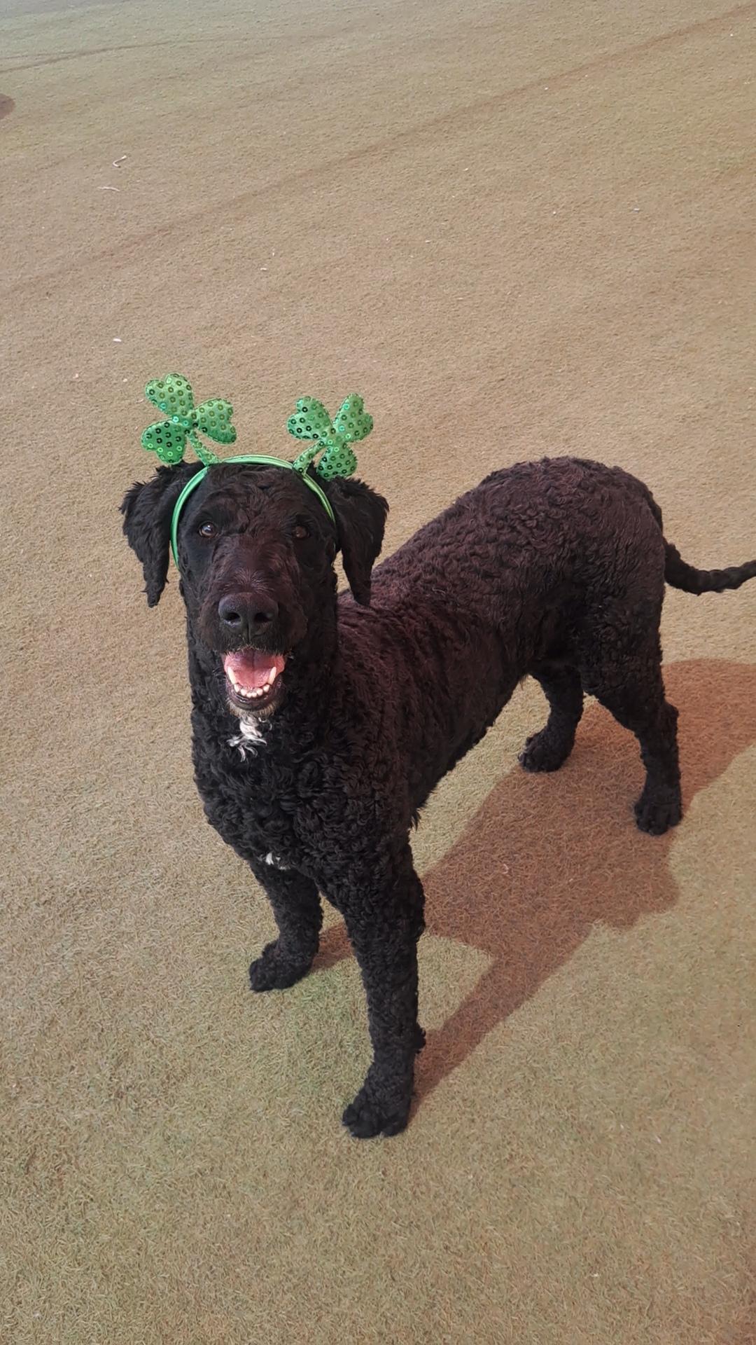 Enlarge Atlanta, a ADOPTABLE Labradoodle in Glendale, AZ image 1/5
