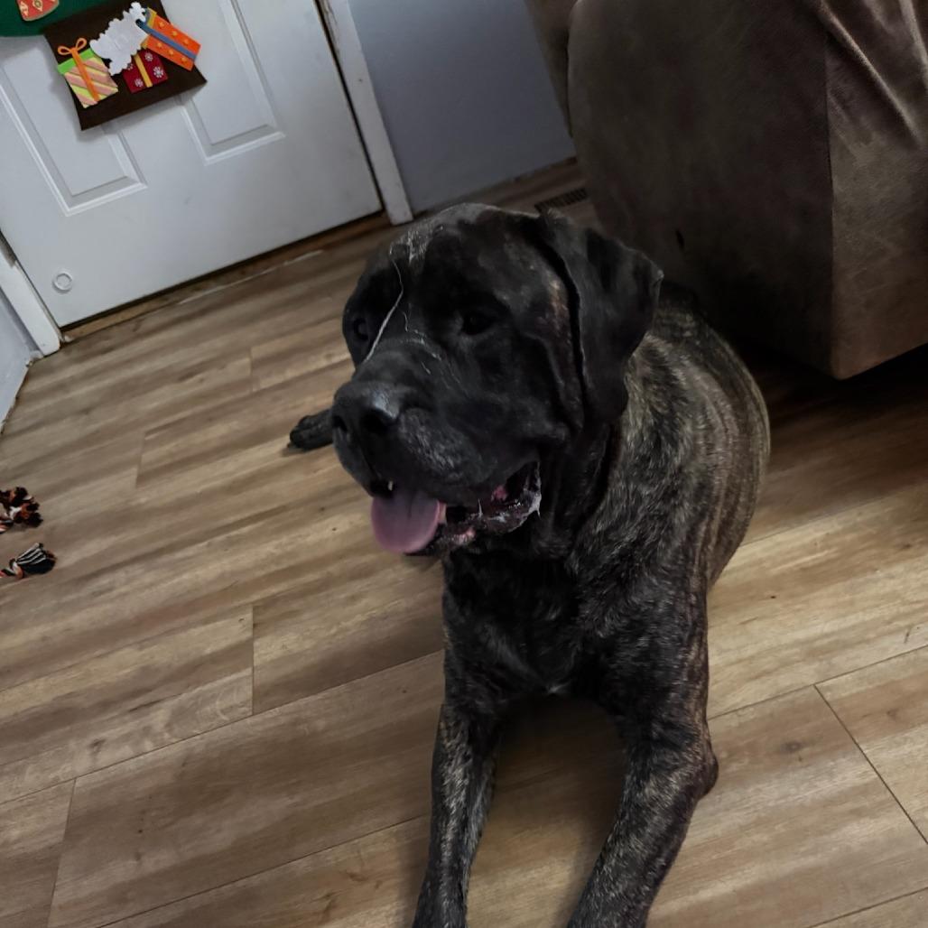 Kane, Adoptable, Adult Male Bullmastiff.