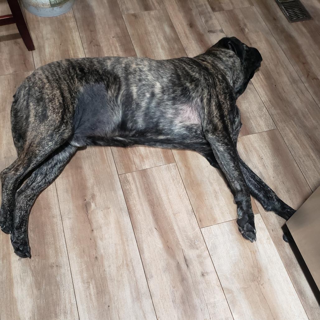 Enlarge Kane, a Adoptable Bullmastiff in Idaho Falls, ID image 2/4