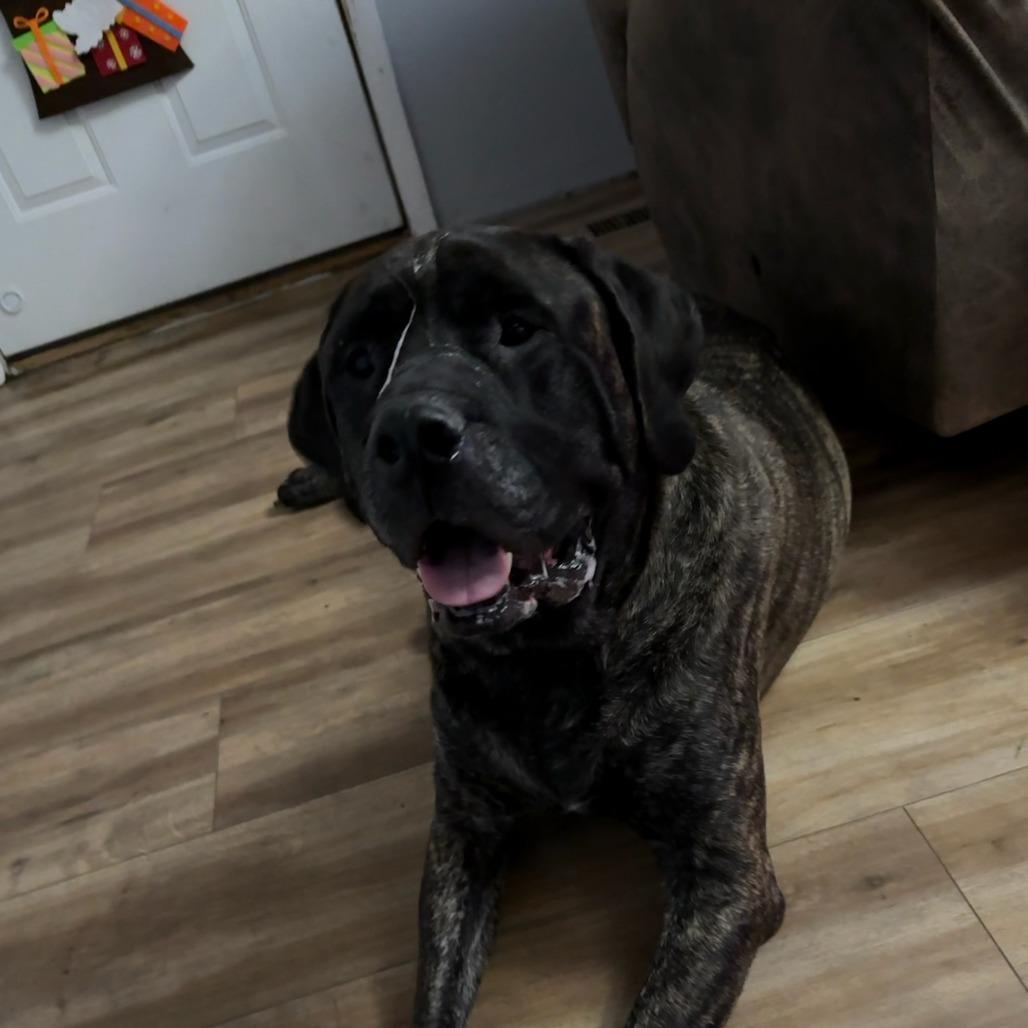 Enlarge Kane, a Adoptable Bullmastiff in Idaho Falls, ID image 3/4