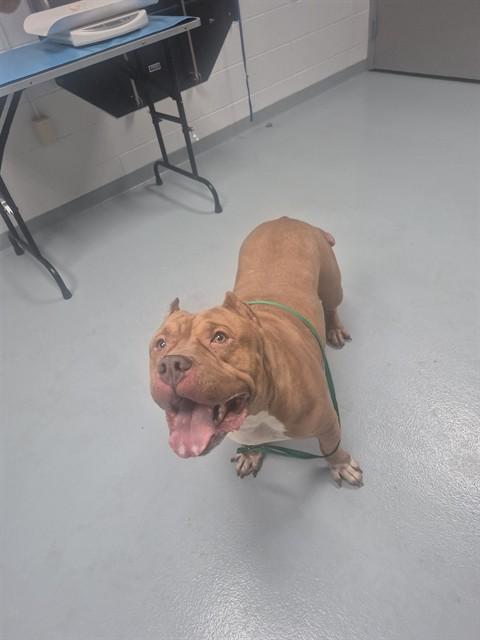 MARCY, Adoptable, Adult Female Pit Bull Terrier & Mixed Breed.