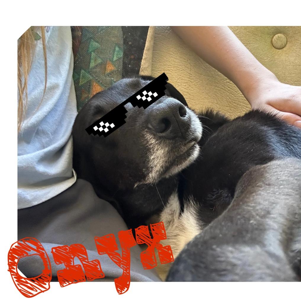 Onyx, Adoptable, Senior Male Labrador Retriever.