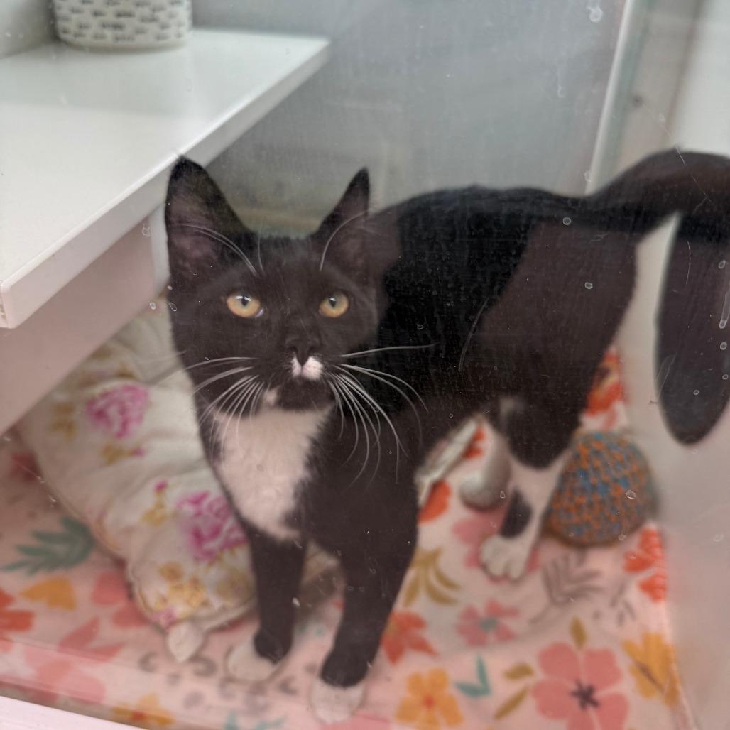 Belly, Adoptable, Young Female Domestic Short Hair.