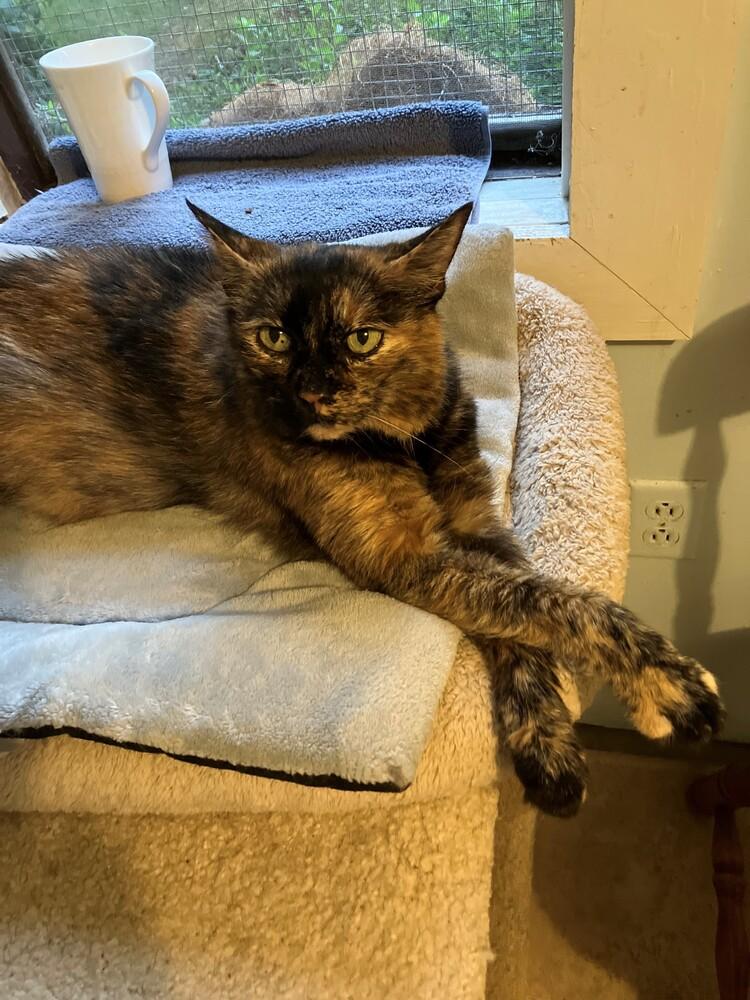 Daisy (Special adoption fee $50), Adoptable, Adult Female Domestic Short Hair.