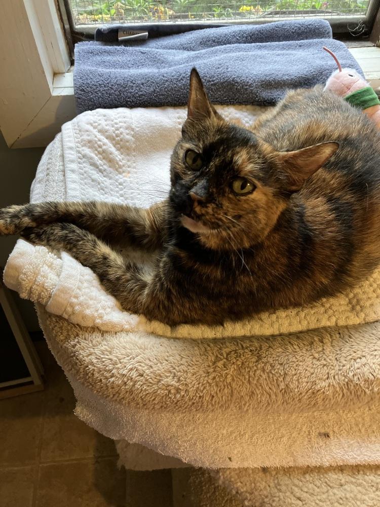 Enlarge Daisy (Special adoption fee $50), a Adoptable Domestic Short Hair in Henrico, VA image 2/4