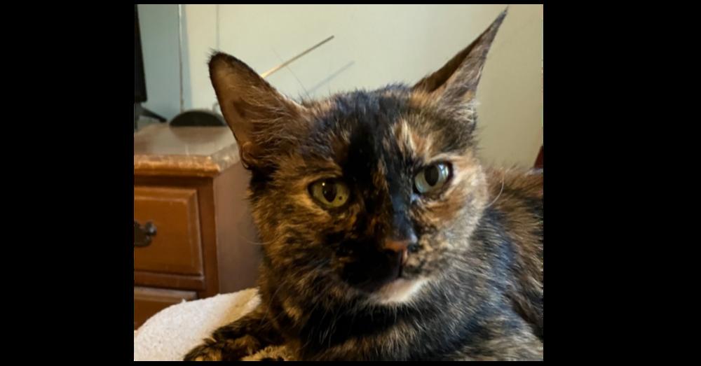 Enlarge Daisy (Special adoption fee $50), a Adoptable Domestic Short Hair in Henrico, VA image 4/4