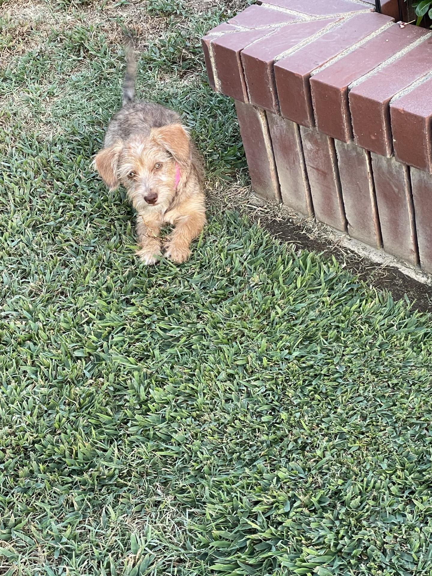 BABY CRICKET, an adopted mixed breed in Fresno, CA image 2/2
