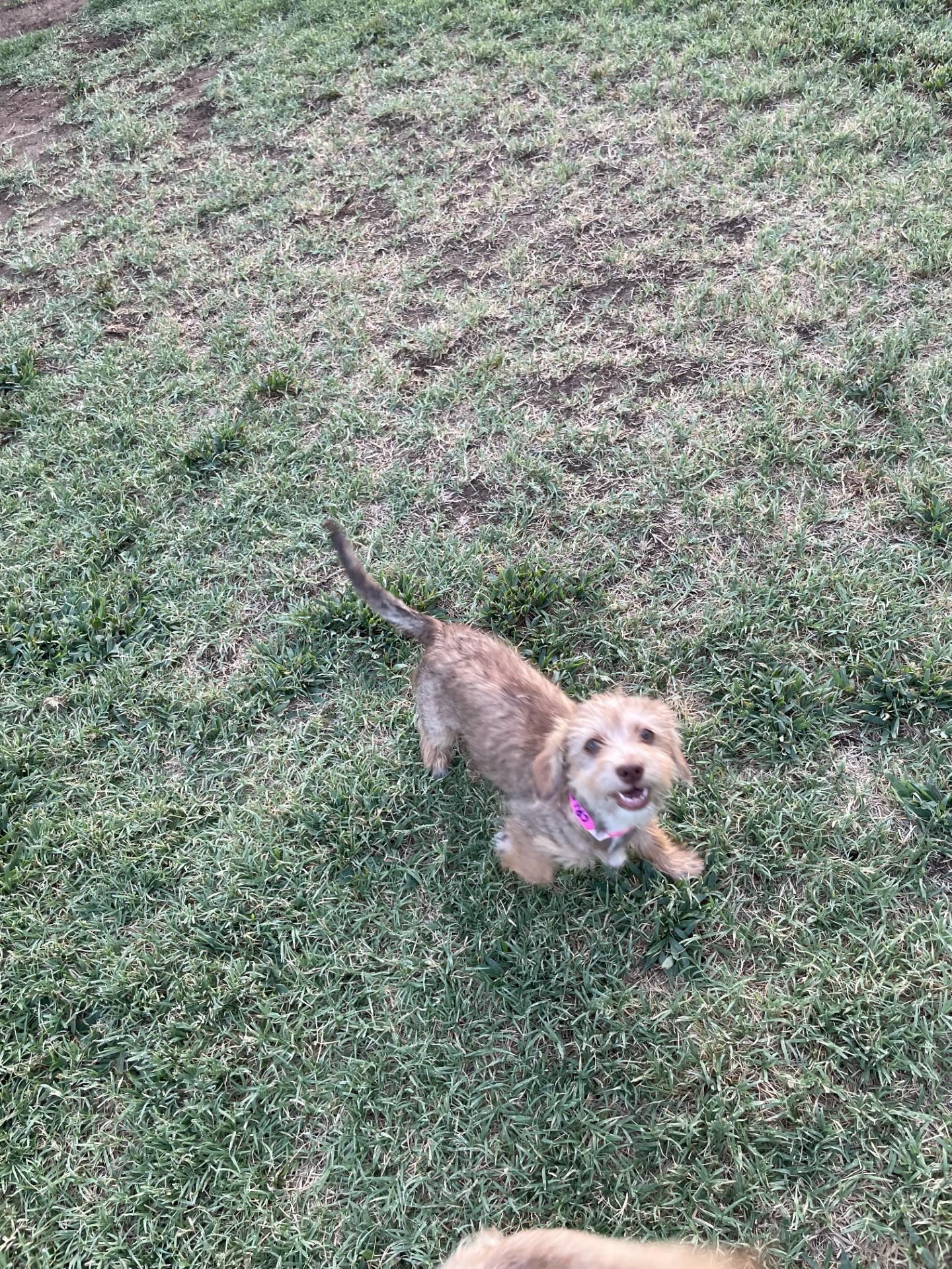 BABY CRICKET, adopted, Puppy Female Terrier.