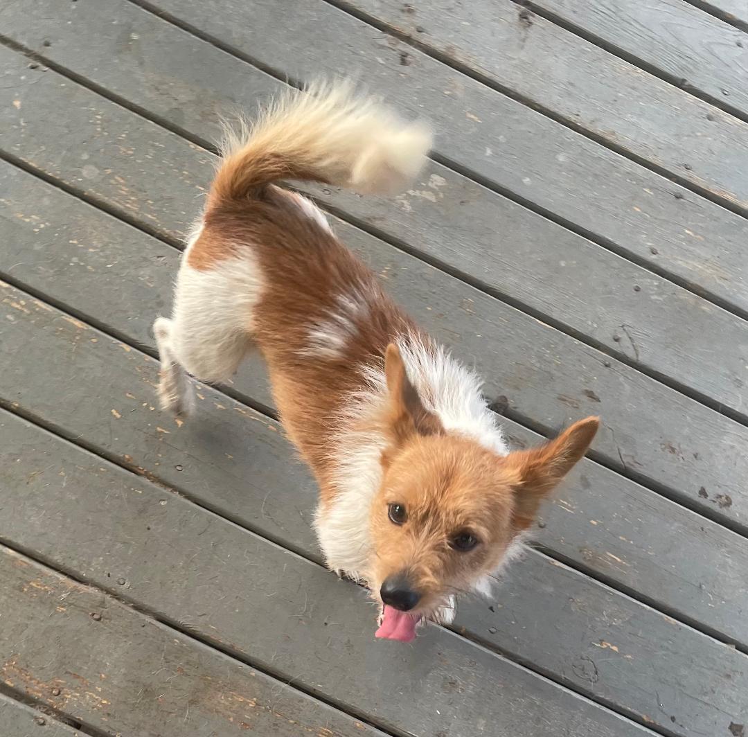 Cooper