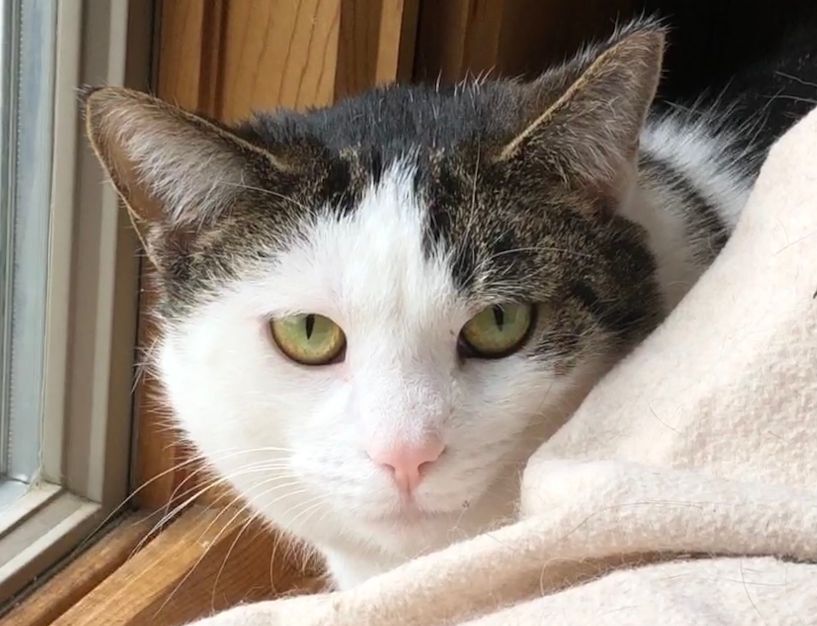 Enlarge Ashley, a Adoptable Domestic Short Hair in Wernersville, PA image 1/6