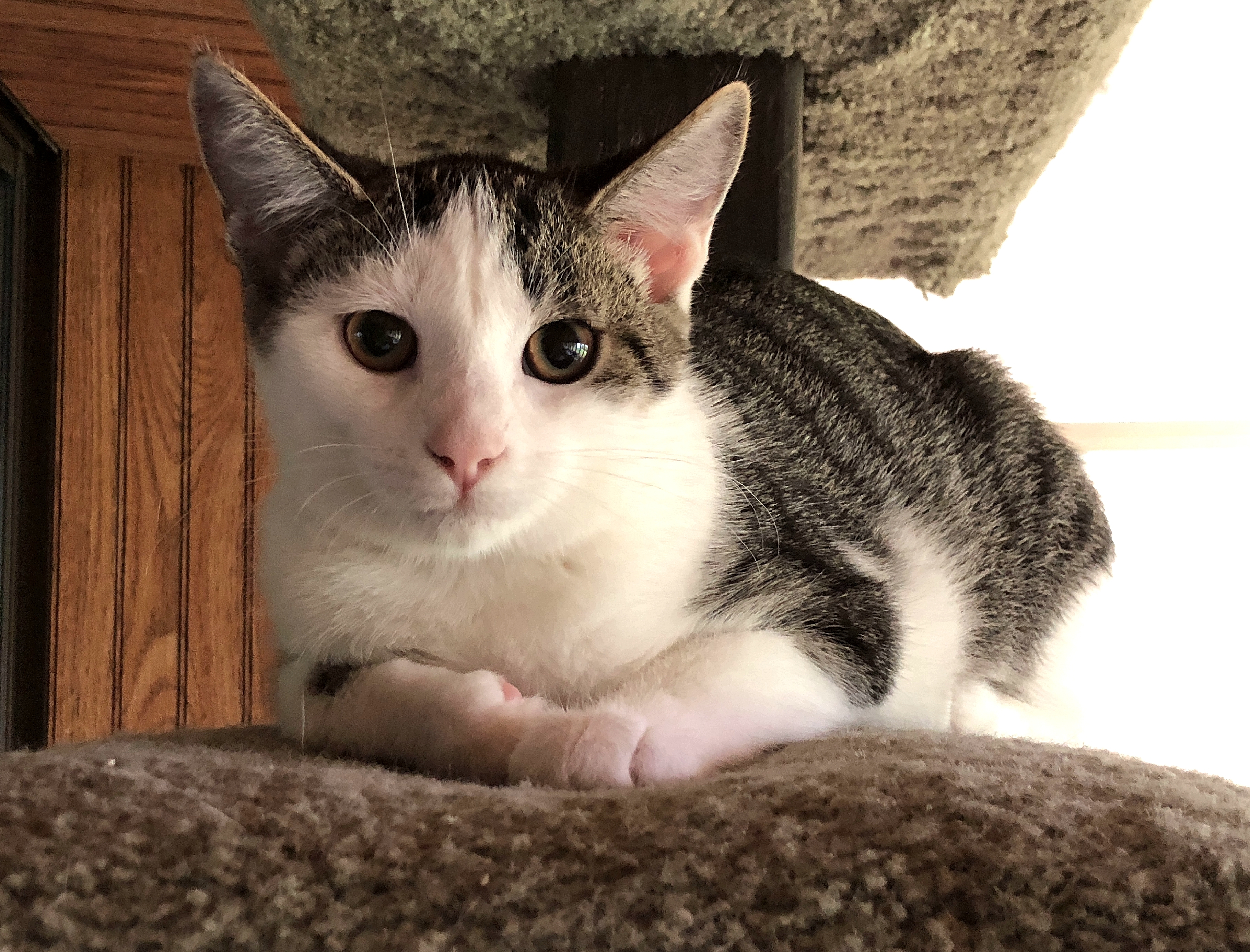 Enlarge Ashley, a Adoptable Domestic Short Hair in Wernersville, PA image 2/6