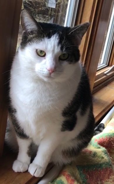 Enlarge Ashley, a Adoptable Domestic Short Hair in Wernersville, PA image 3/6