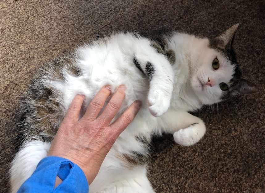 Enlarge Ashley, a Adoptable Domestic Short Hair in Wernersville, PA image 4/6