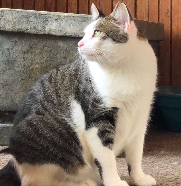 Enlarge Ashley, a Adoptable Domestic Short Hair in Wernersville, PA image 5/6