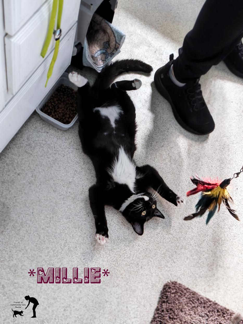 Enlarge Millie, a ADOPTABLE Domestic Short Hair in Centerville, UT image 1/2