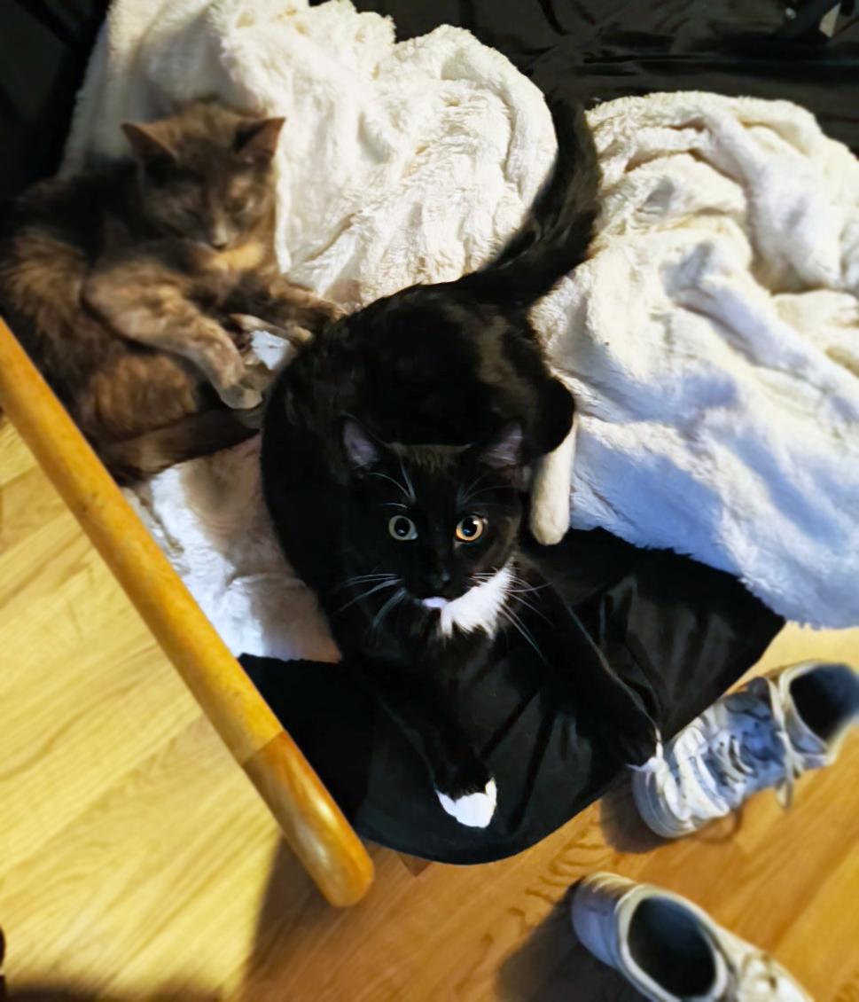 Enlarge Millie, a ADOPTABLE Domestic Short Hair in Centerville, UT image 2/2