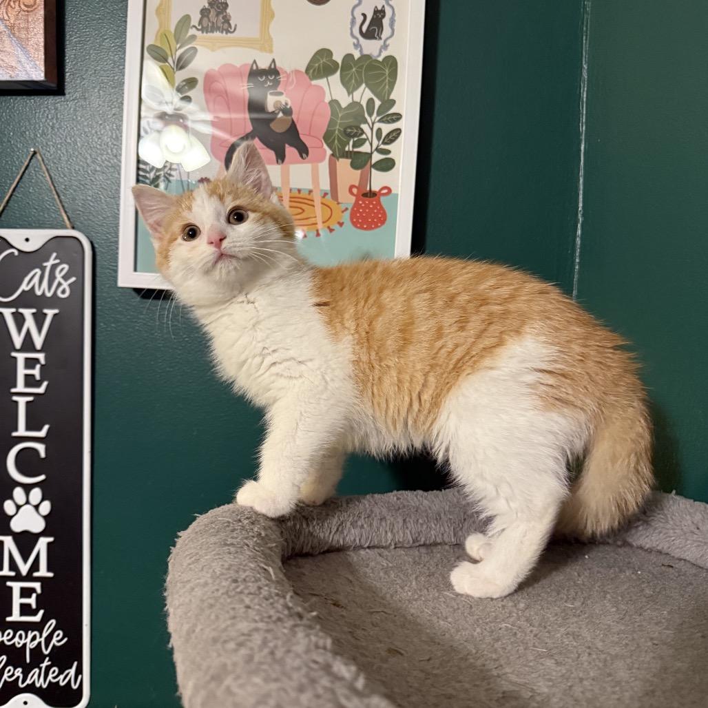 Creamsicle thumbnail 2