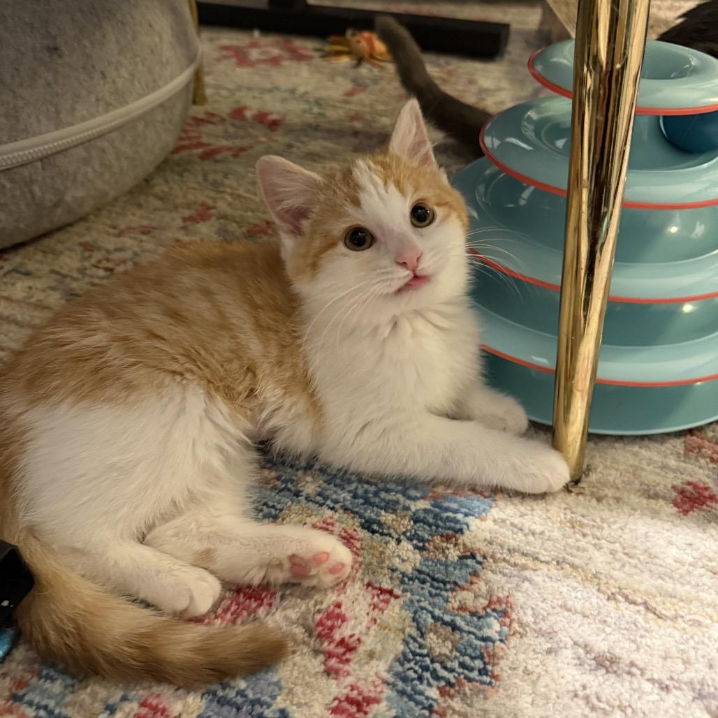 Creamsicle thumbnail 3