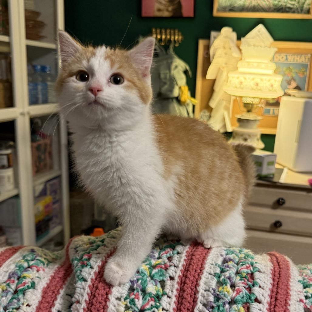 Creamsicle thumbnail 4