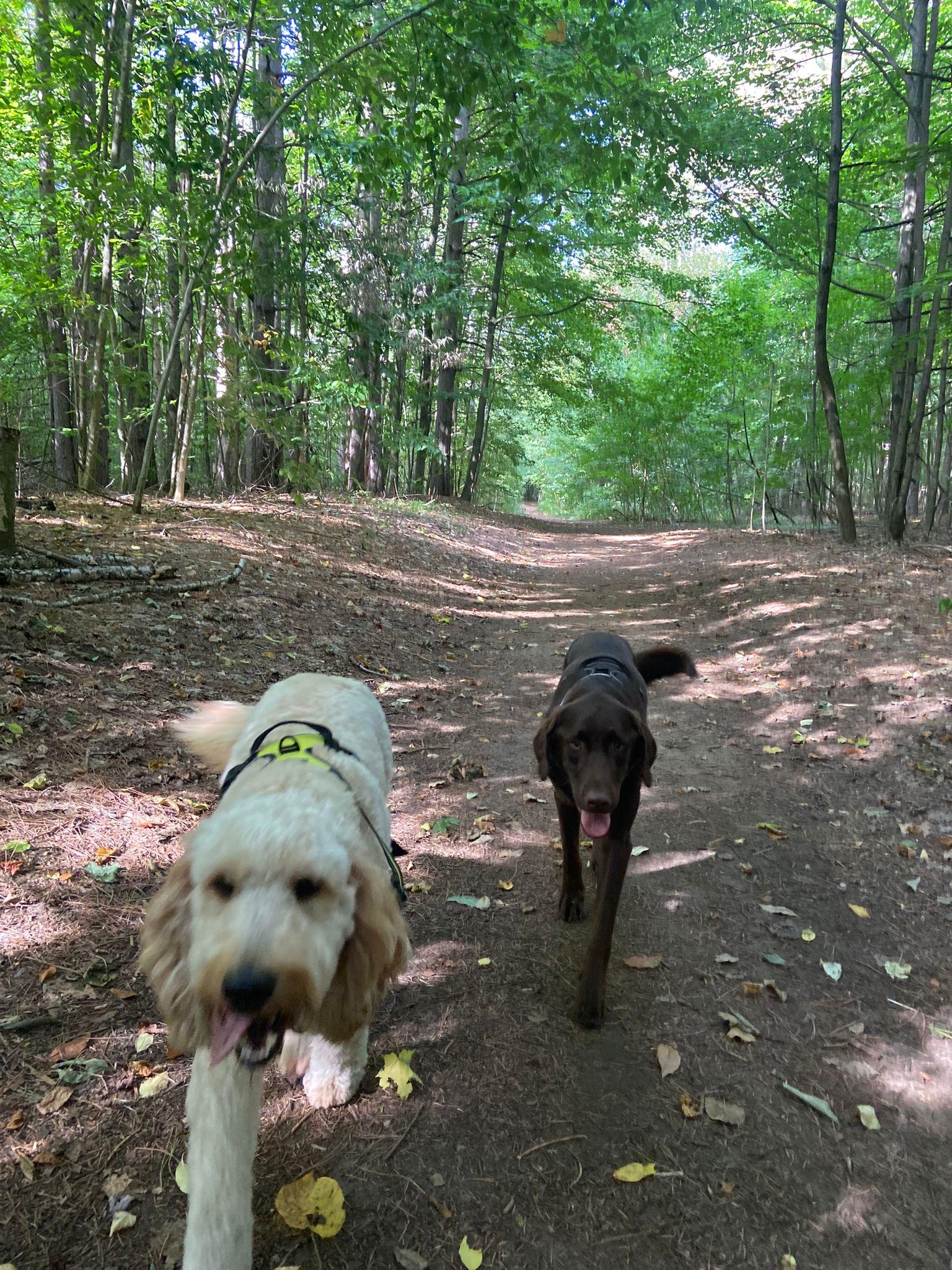 Marley & Tucker, an adoptable Labradoodle, Chocolate Labrador Retriever in Oakville, ON, L6J | Photo Image 2