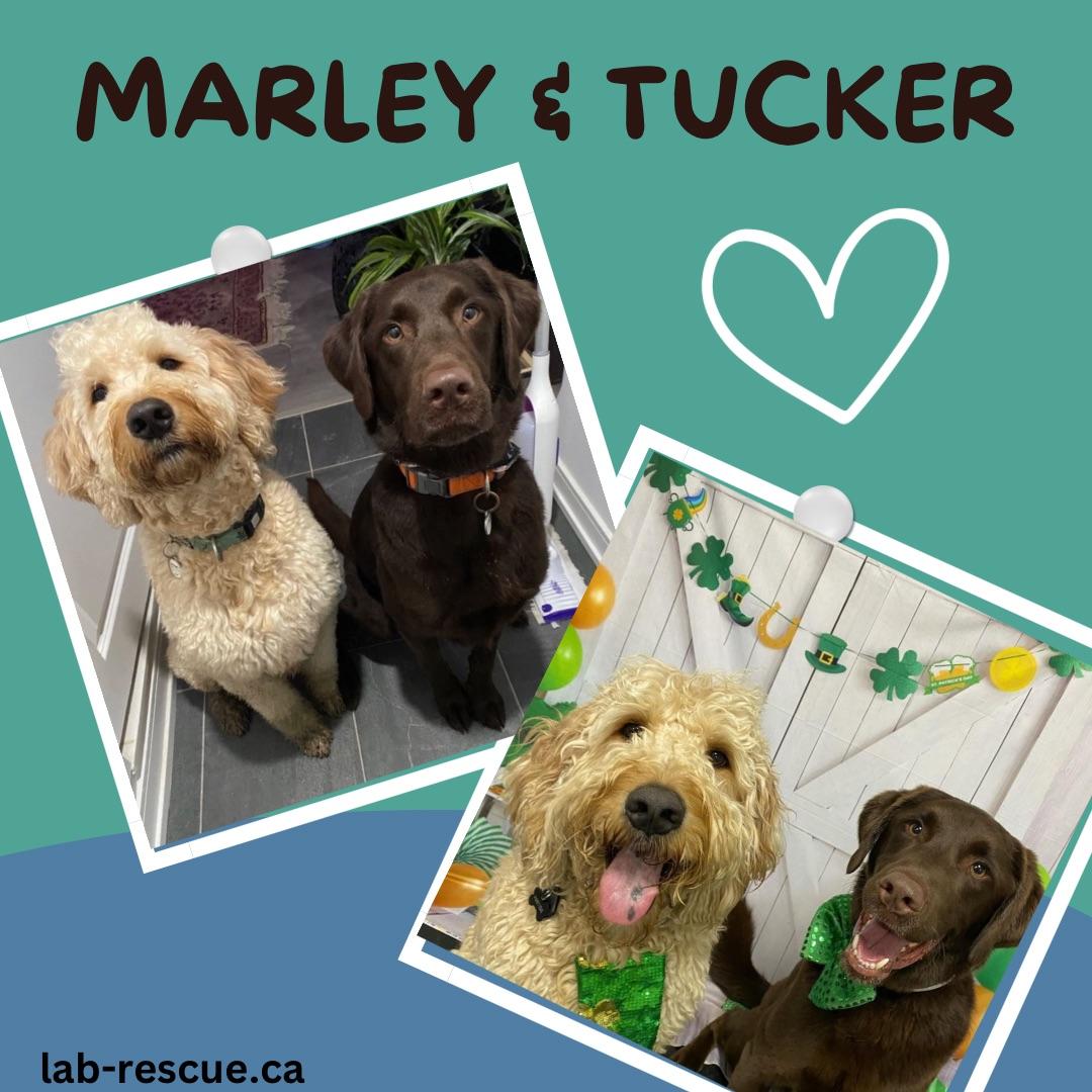 Marley & Tucker, an adoptable Labradoodle, Chocolate Labrador Retriever in Oakville, ON, L6J | Photo Image 1
