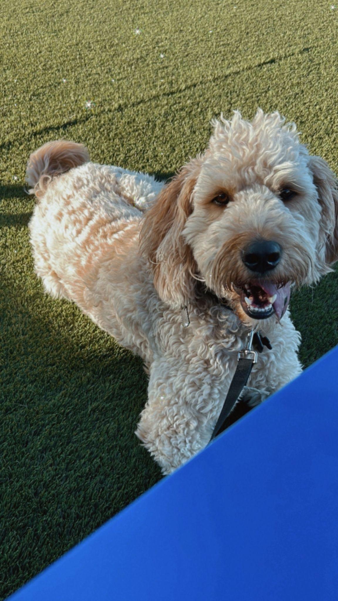 Marley & Tucker, an adoptable Labradoodle, Chocolate Labrador Retriever in Oakville, ON, L6J | Photo Image 3