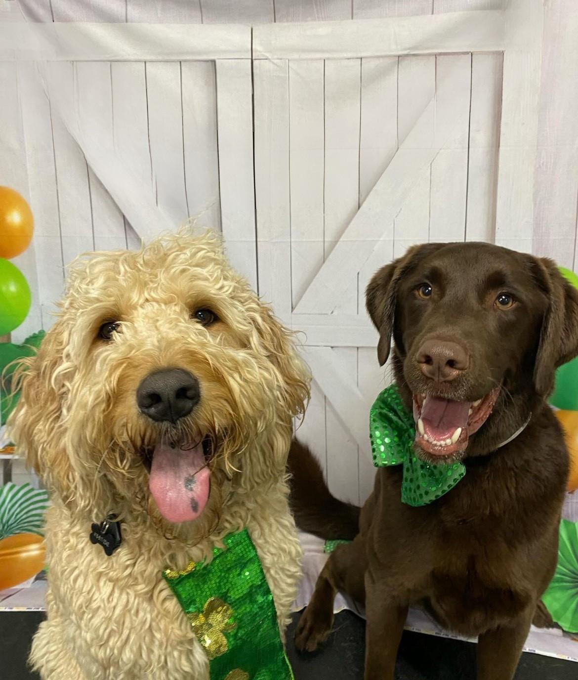 Marley & Tucker, an adoptable Labradoodle, Chocolate Labrador Retriever in Oakville, ON, L6J | Photo Image 6