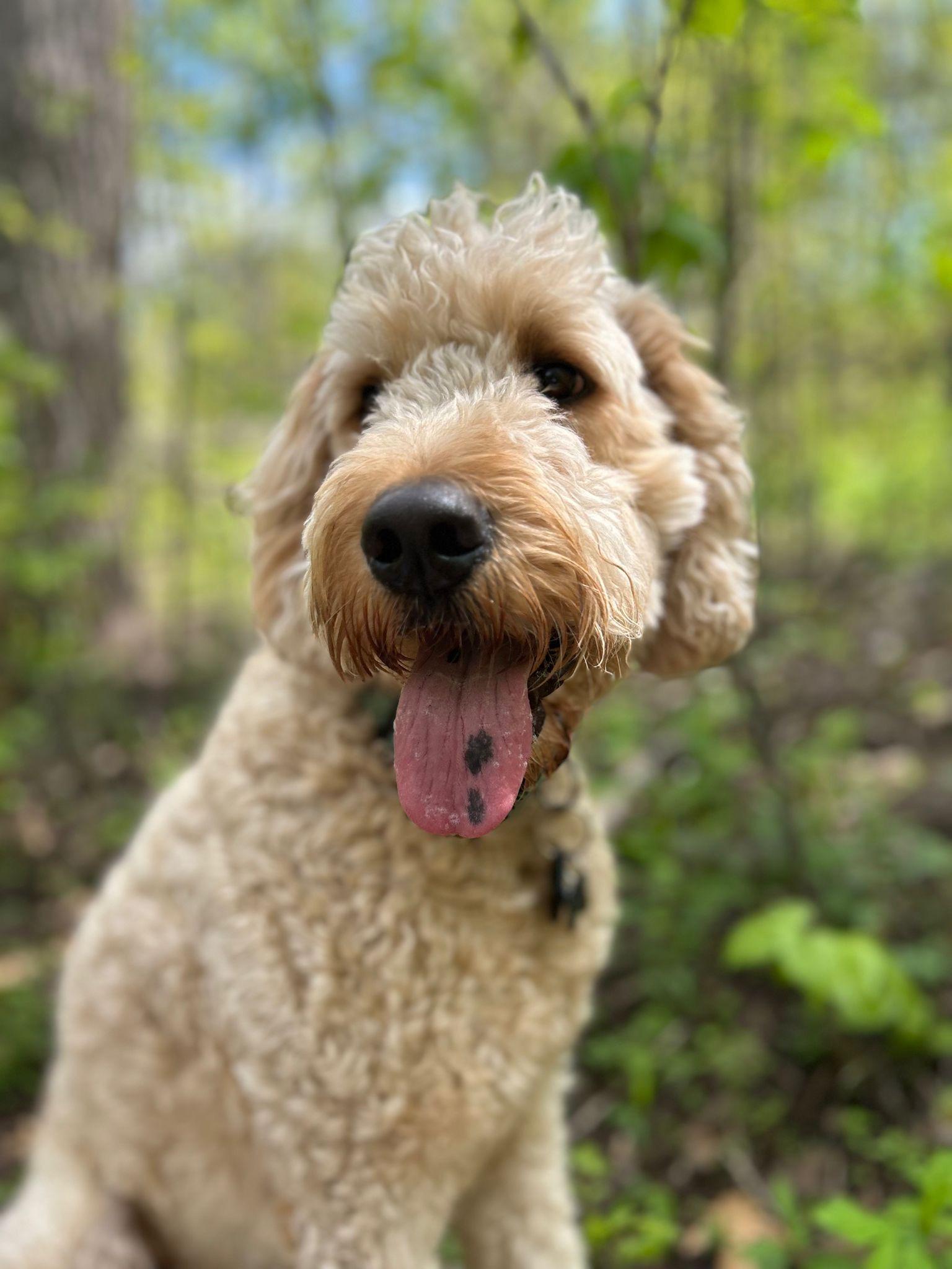 Marley & Tucker, an adoptable Labradoodle, Chocolate Labrador Retriever in Oakville, ON, L6J | Photo Image 4
