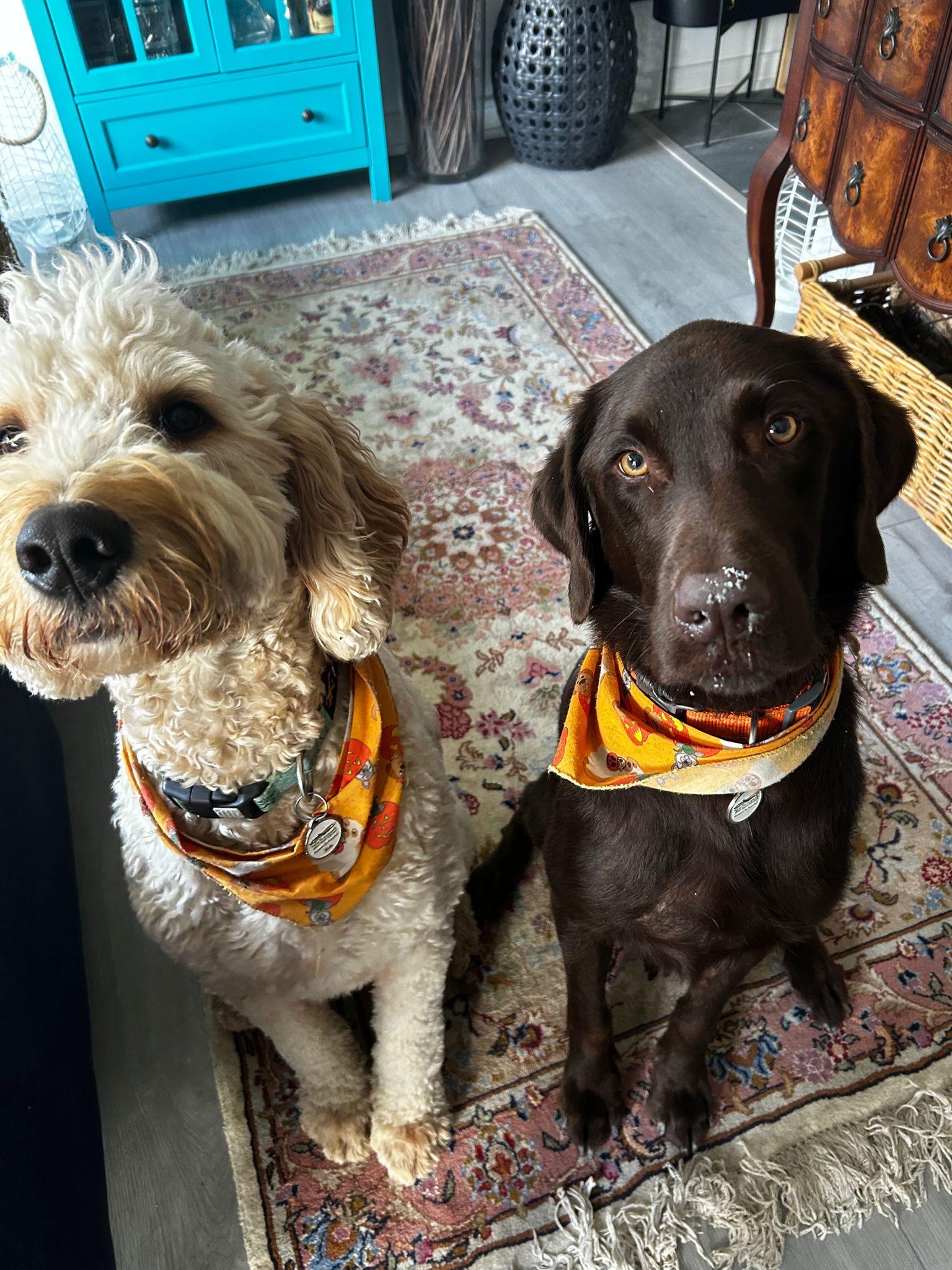 Marley & Tucker, an adoptable Labradoodle, Chocolate Labrador Retriever in Oakville, ON, L6J | Photo Image 5